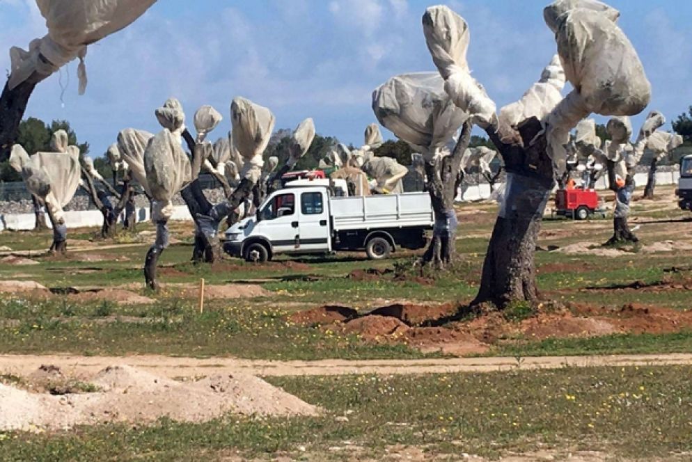 200 gli ulivi che verranno espiantati (Ansa)