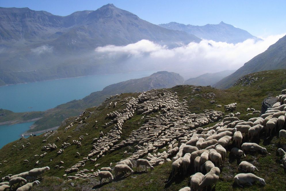 Uno scatto della pastora-scrittrice e fotografa Marzia Verona