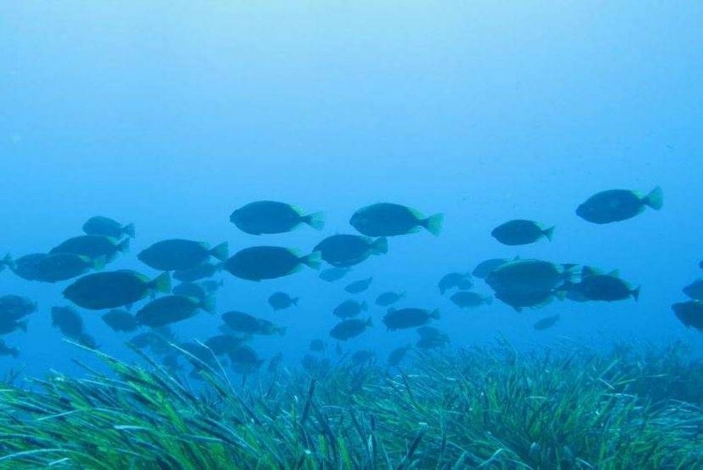 Pesce coniglio (foto Ernesto Azzurro)