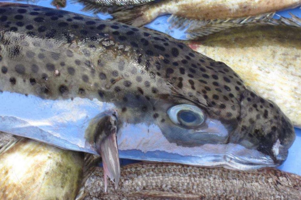 Pesce palla maculato (foto Ernesto Azzurro)
