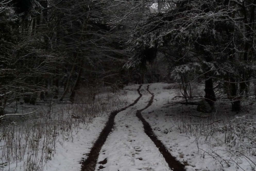 © Eyad Abou Kasem. A Small Forest on the Other Side