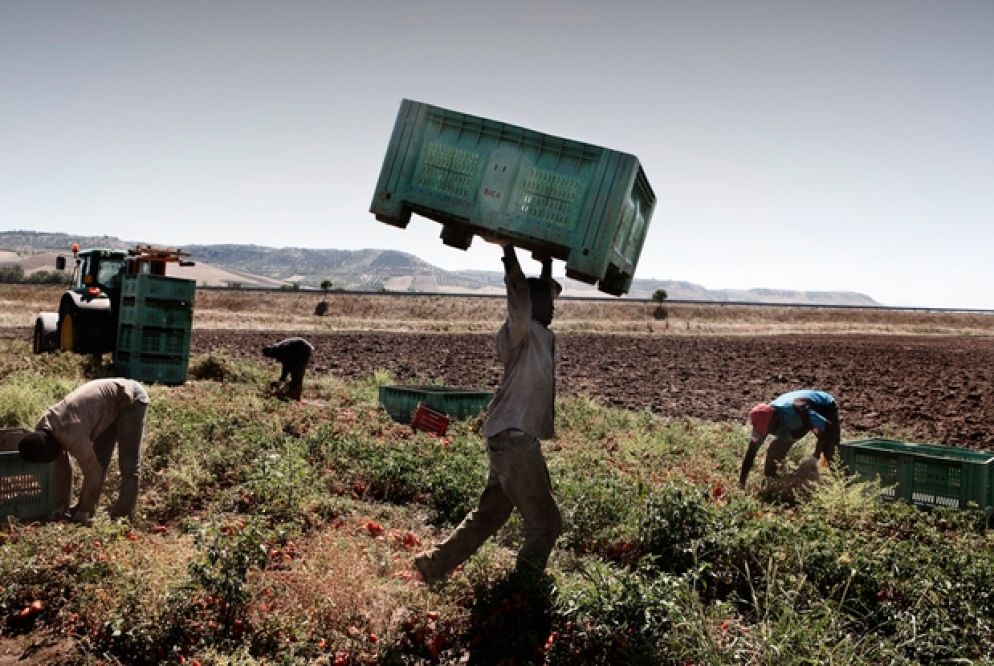 Migranti sfruttati nei campi di pomodoro del Ragusano