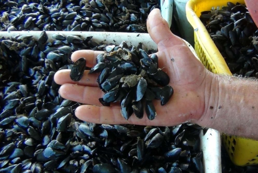 La pregiata cozza del Gargano