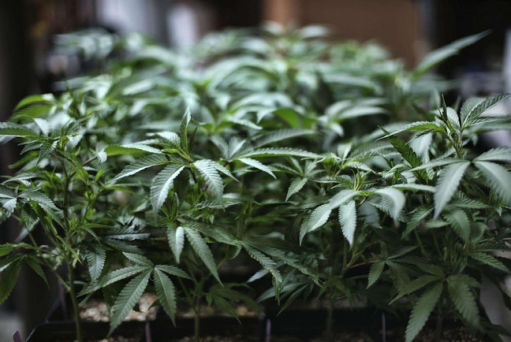 Piante di marijuana - Ansa