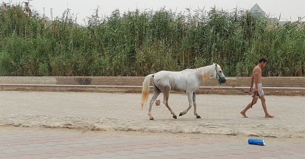 Il Cairo, verso la Cittadella di Saladino (Raul Gabriel)