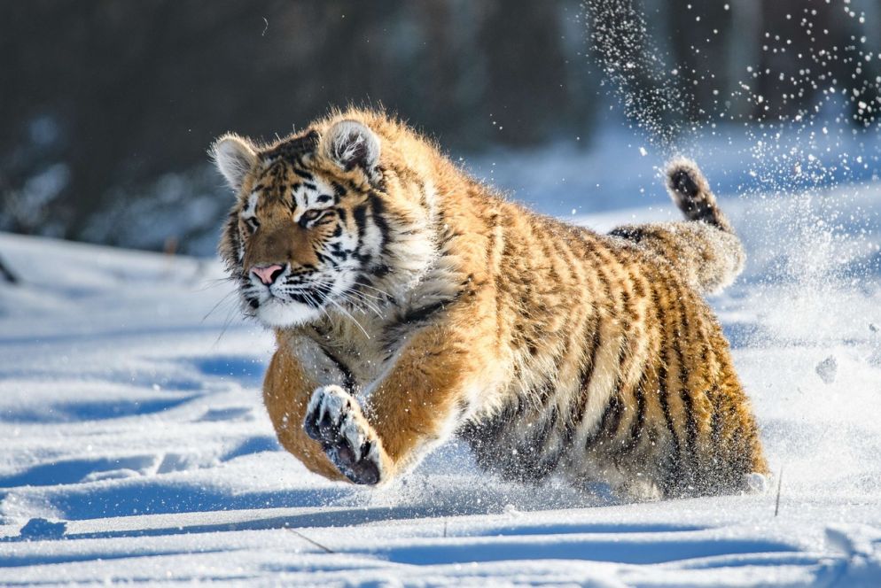Una tigre siberiana, tra le specie a rischio per la distruzione dell'habitat (Vaclav Sebek, Shutterstock, Ipbes)