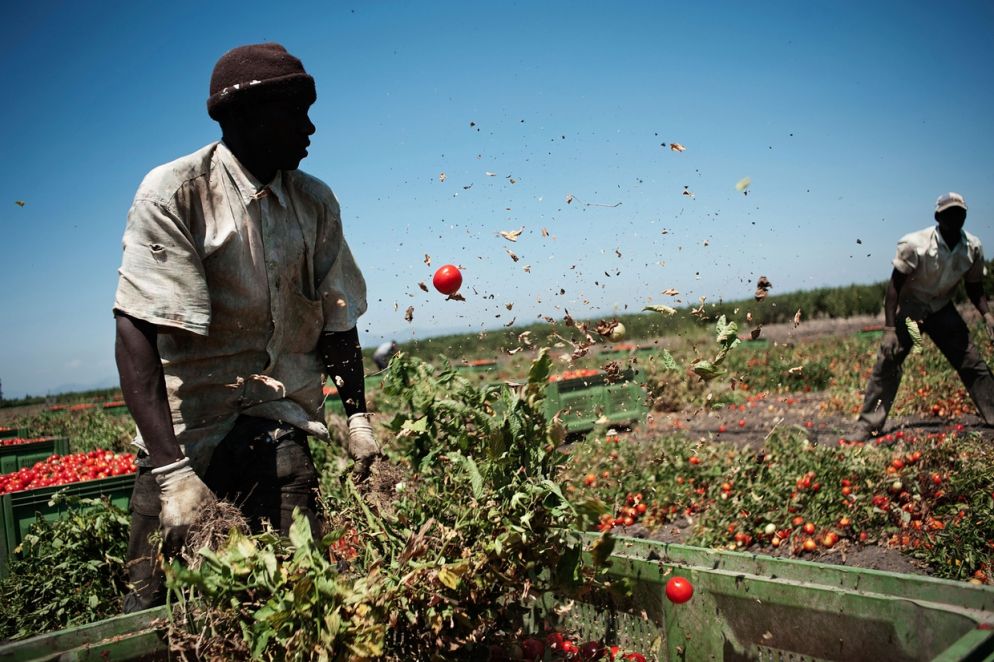 Immigrati al lavoro in un campo del casertano (foto Giulio Piscitelli)