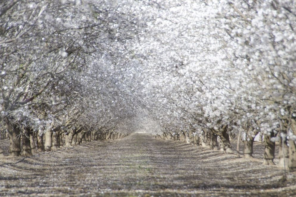 Una spettacolare fioritura di mandorli nella California Centrale - Steve Corey via Flickr https://flic.kr/p/EVteP3