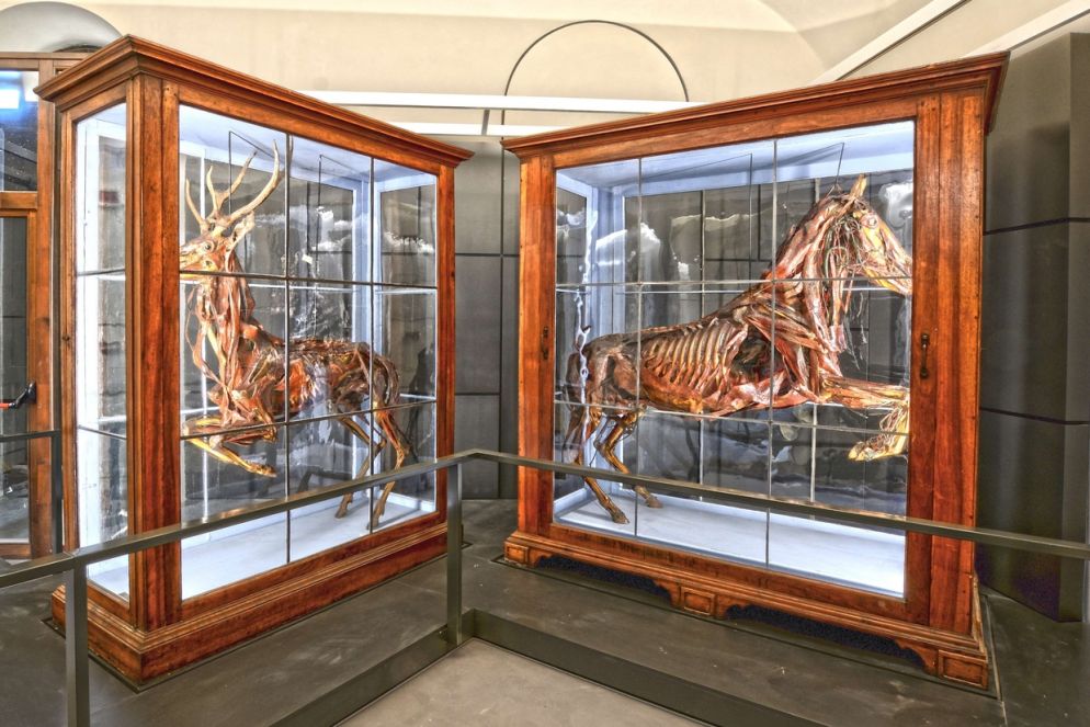 Statue miologiche di cavallo e cervo: pezzi storici realizzati a fini didattici alla fine del Settecento da Giambattista Volpi (1752-1821), primo anatomico della Scuola Veterinaria di Milano, per il Museo anatomico dell'Università di Pavia. Giambattista Volpi, esposti a Kosmos, il Museo di storia naturale di Pavia