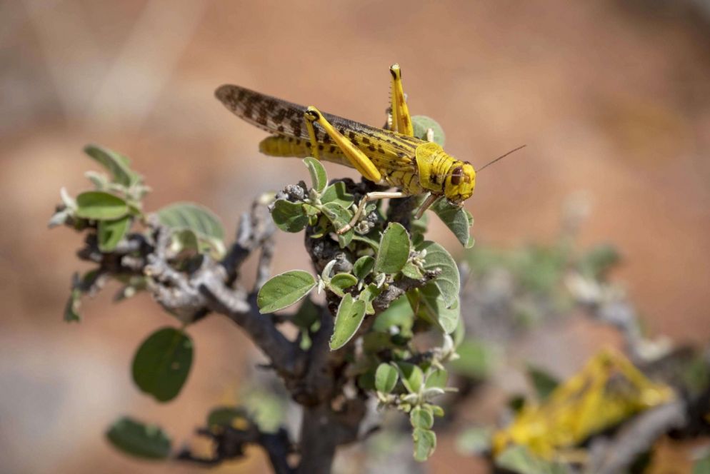 Una locusta del deserto su un cespuglio