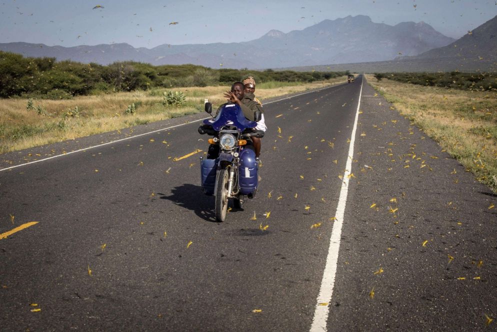 Le locuste invadono anche la strada principale, a Ololokwe, Samburu County, creando fastidi a chi guida