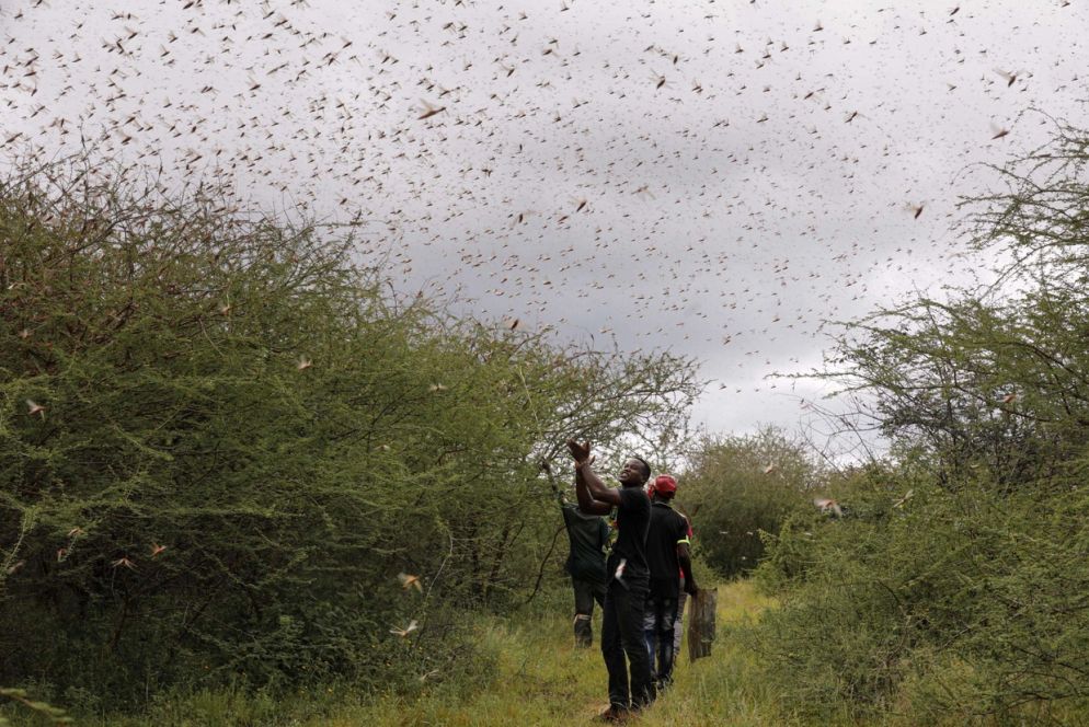 L'agricoltore Theophilus Mwendwa batte le mani e fa rumore nel tentativo di scacciare le locuste a Enziu, Kitui County