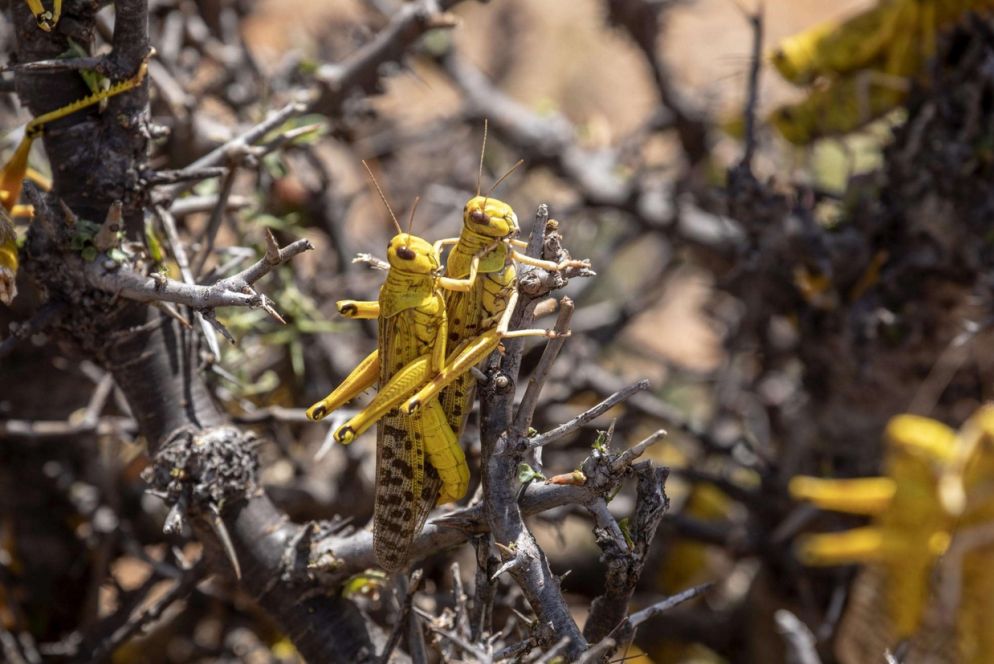 Locuste del deserto su un albero