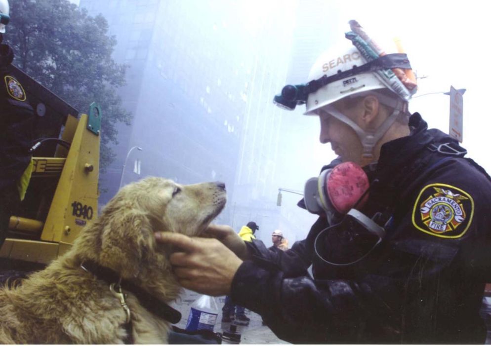 Fu un cane a trovare l’ultima persona estratta viva dalle macerie del World Trade Center, 27 ore dopo gli attentati. Era uno dei 300 addestrati a cercare l’odore umano, che parteciparono al recupero di persone. Perché potessero svolgere al meglio il loro lavoro, furono affiancati da diversi veterinari. I cani vennero utilizzati anche come animali da terapia per i vigili del fuoco che lavorarono ininterrottamente per le ore successive al crollo delle torri.