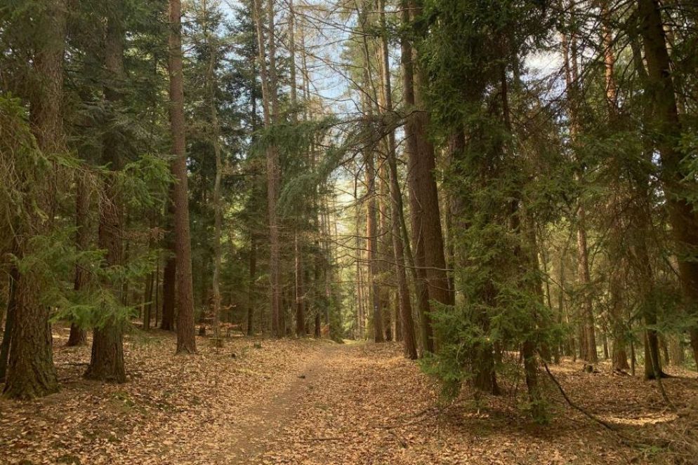 In cammino fra boschi rigogliosi