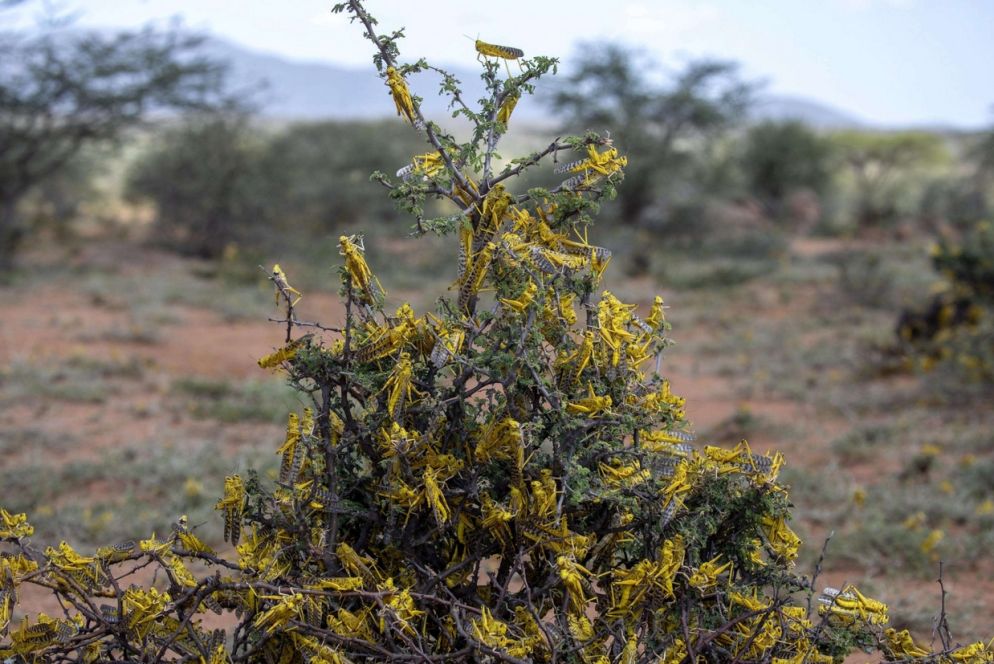 Locuste ricoprono un cespuglio