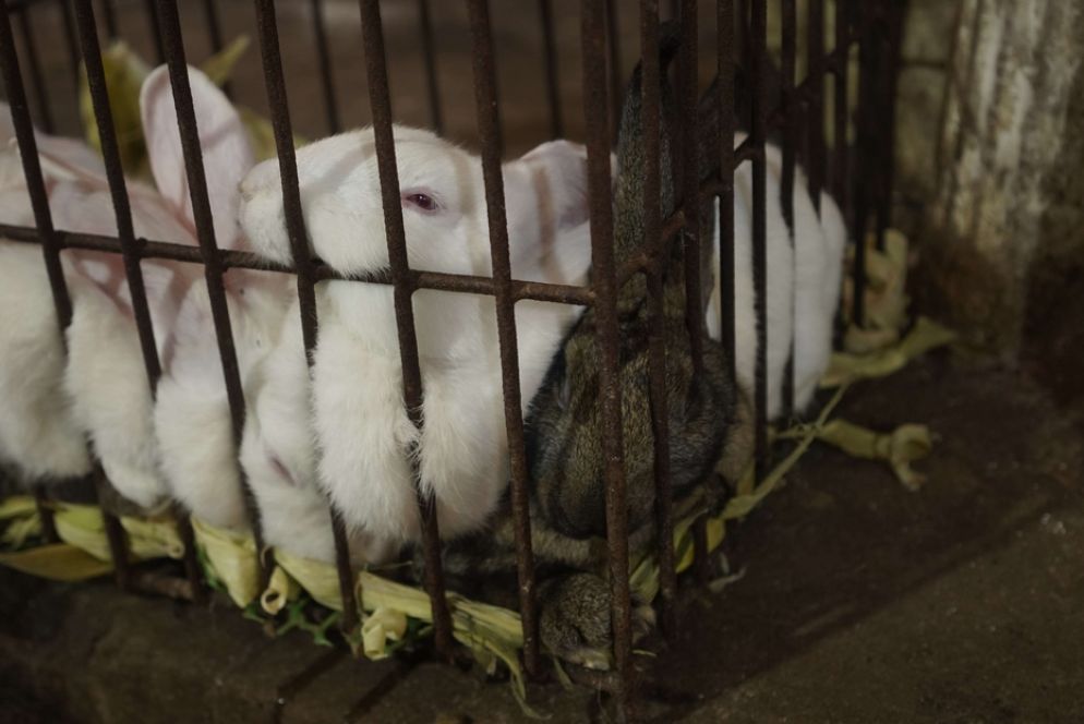 Conigli ammassati nelle gabbie nei wet market cinesi: quelli ancora vivi accanto a quelli agonizzanti o già morti - Courtesy of Animal Equality