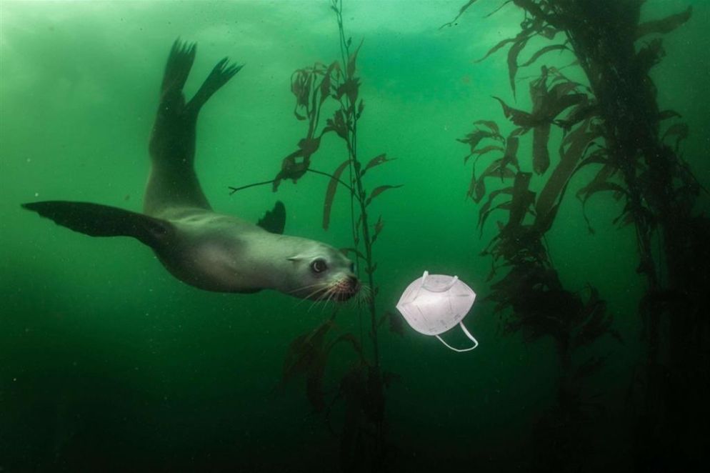World Press Photo 2021, primo premio categoria "Ambiente", singole: una foca marina della California nuota in un sito d’immersioni a Monterey - Ralph Pace