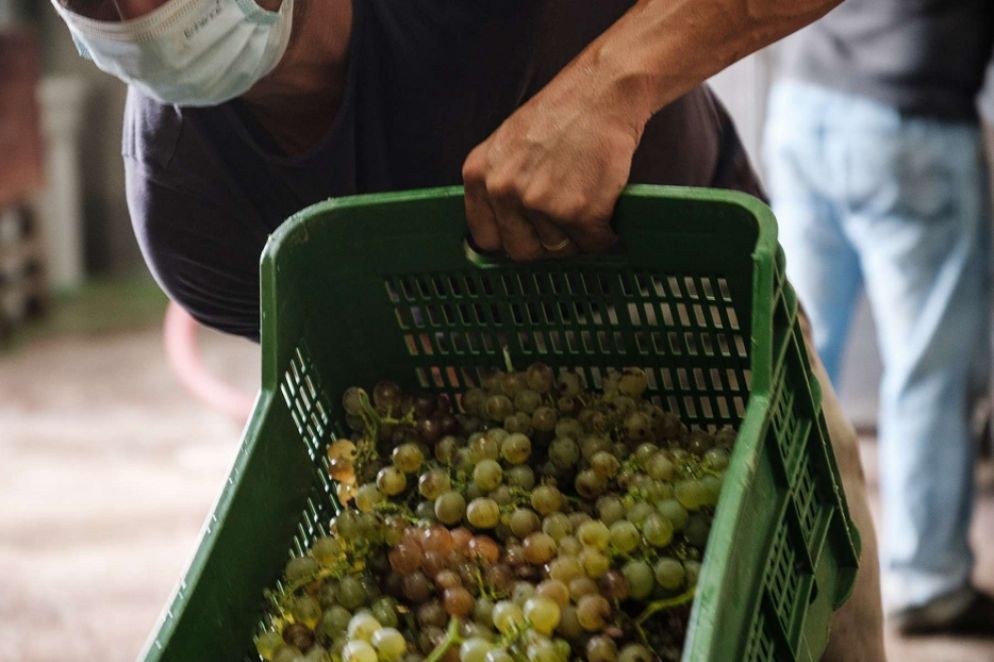 Un momento della vendemmi 2020 a Gorgona
