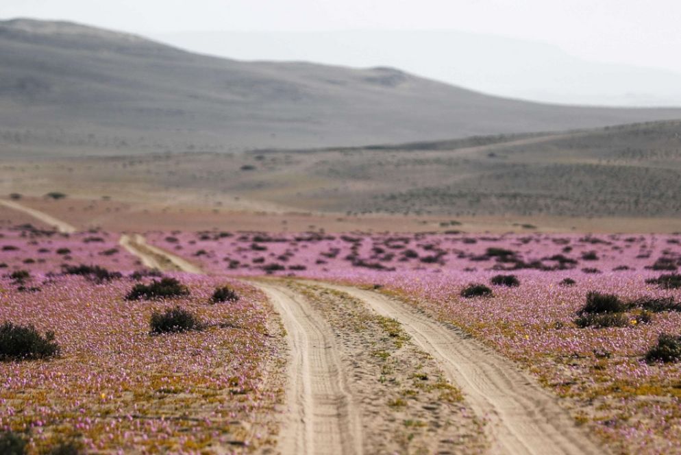 I fiori sono spuntati di nuovo - Ansa