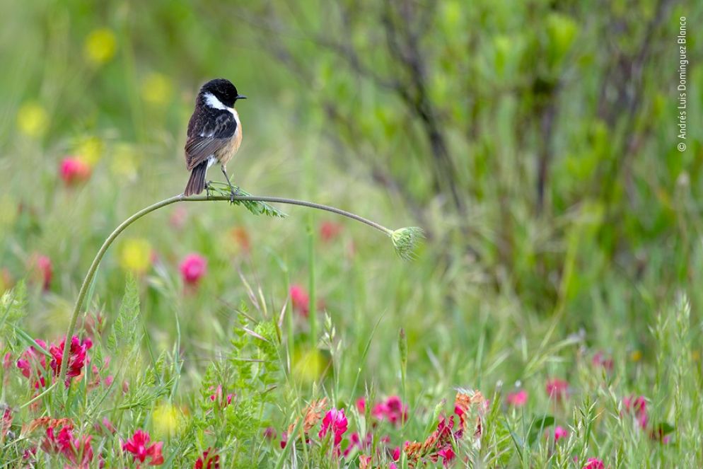 "Equilibrio perfetto" - Ubrique, Andalusia, Spagna - © Andrés Luis Dominguez Blanco, Wildlife Photographer of the Year 2020 - Vincitore categoria sotto i 10 anni