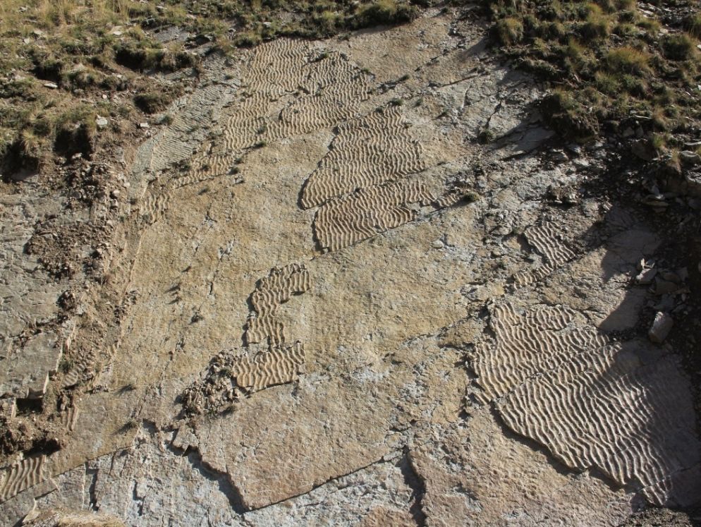 Nell’area delle impronte sono frequenti i “ripple marks” tracce di moto ondoso lasciate circa 250 milioni di anni fa su un fango sabbioso ora diventato roccia - Università La Sapienza / Enrico Collo