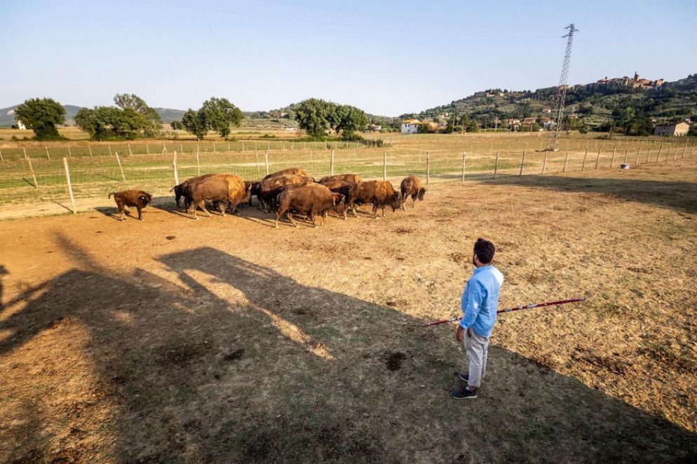 Gatti non abbatte l'animale finché l'intera carne non è stata prodotta - Alberto Vissani