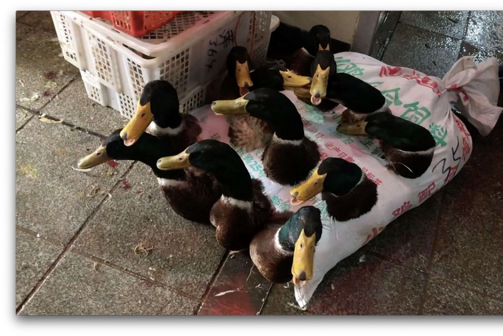 Anatre vive nei wet market cinesi, immobilizzate nei sacchetti anche per intere settimane - Courtesy of Animal Equality