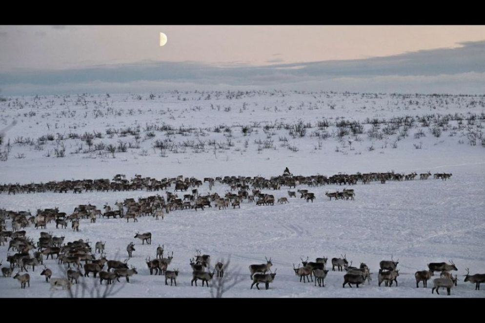 Una mandria di renne a Saitijavri, tundra, 2020