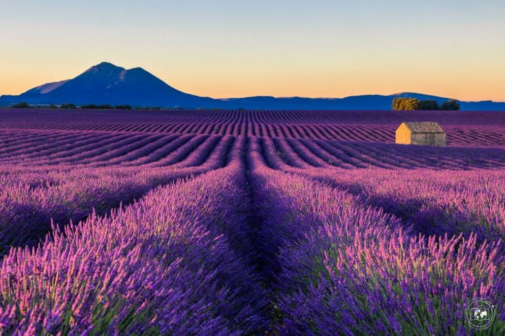 Le alpi provenzali e la lavanda