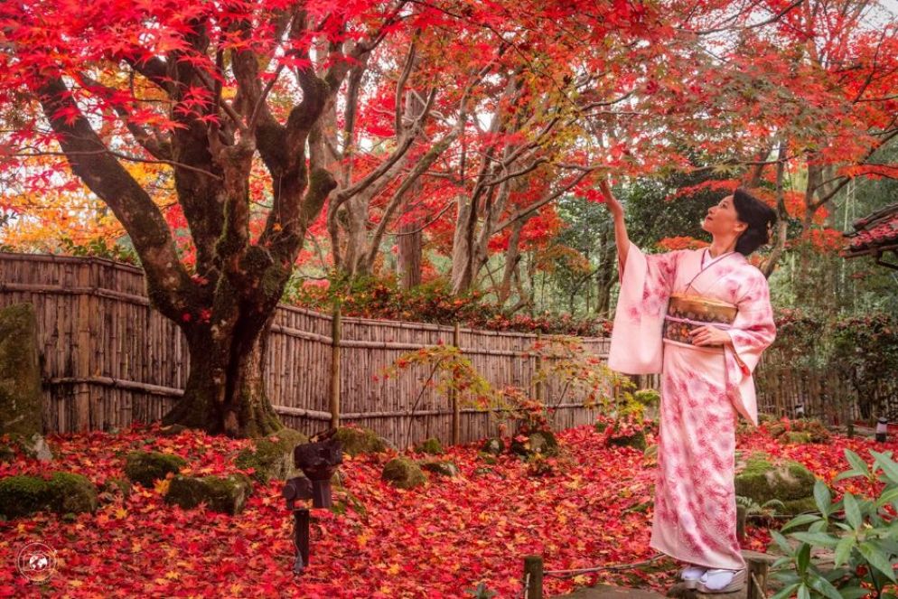 Una donna vestita in tradizionale Kimono osserva i Momiji