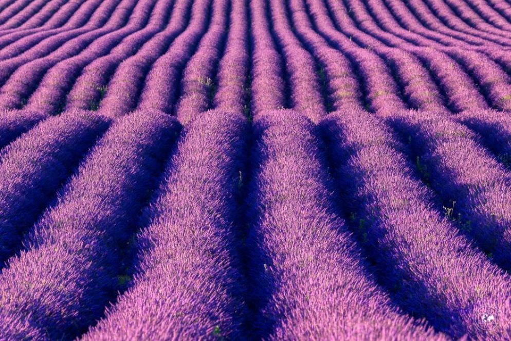 Un particolare della simmetria perfetta dei campi di lavanda