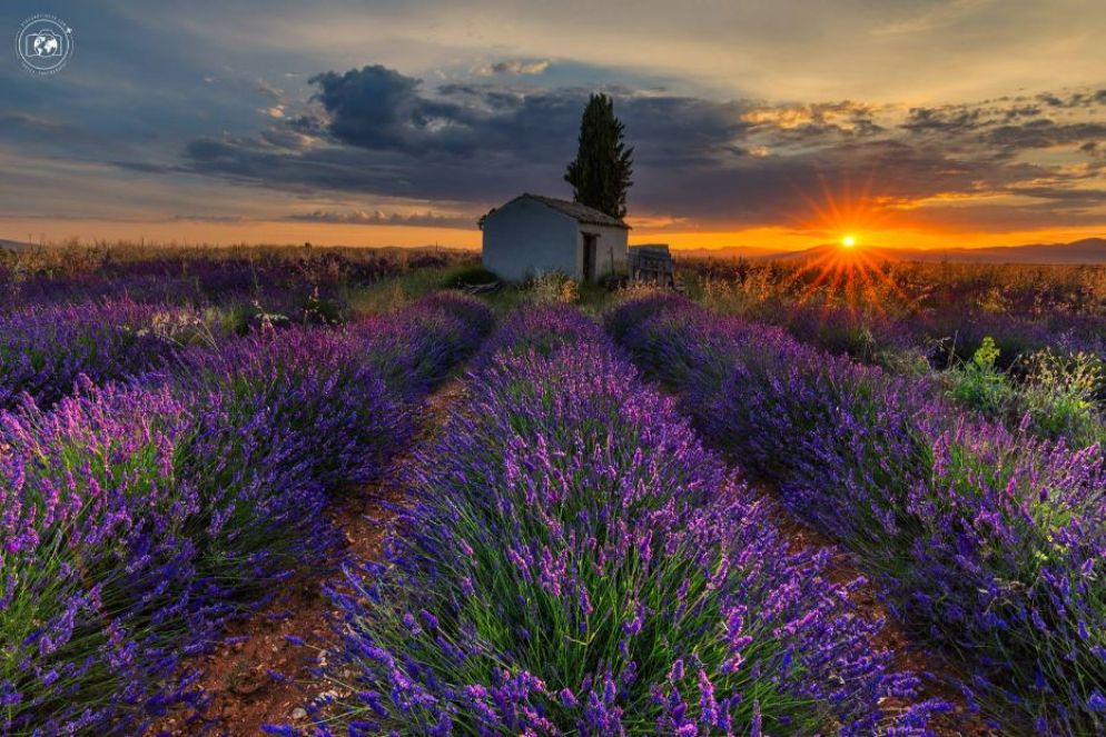 L'alba sul "Plateau de Valensole"
