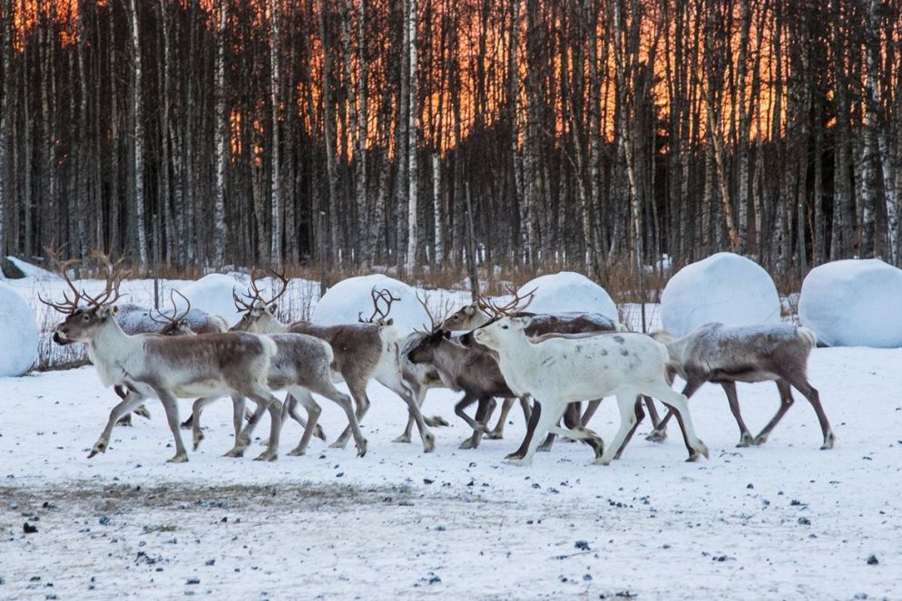 Le renne, i padroni della Lapponia