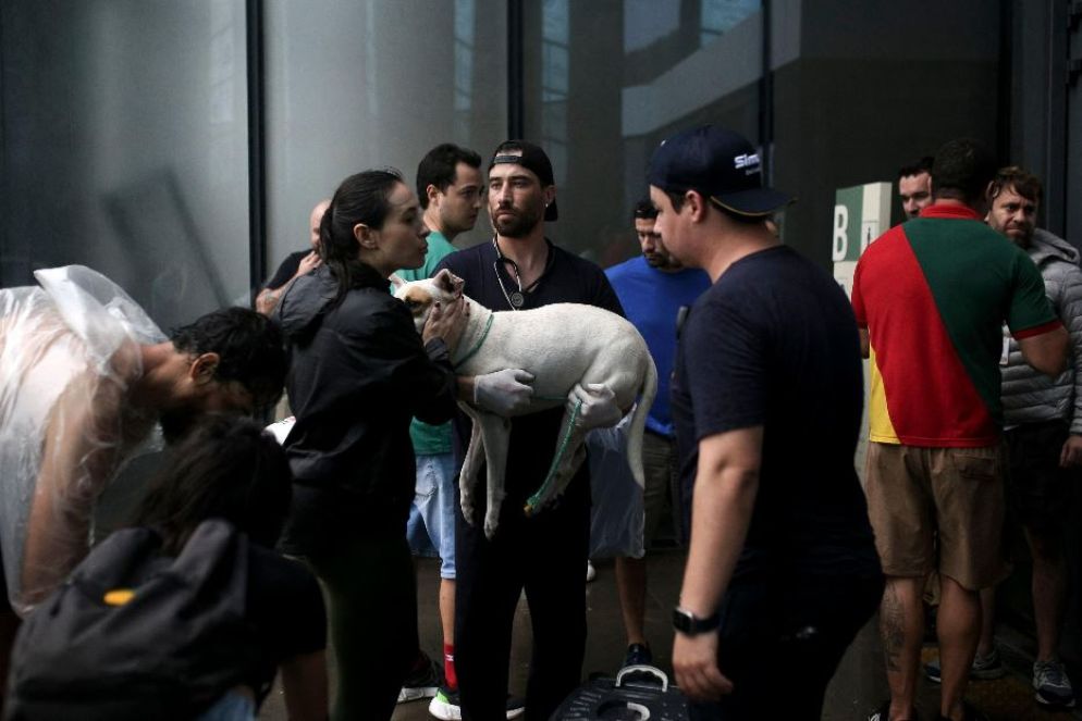 Volontari si prendono cura di un cane salvato in un'area alluvionata a Porto Alegre