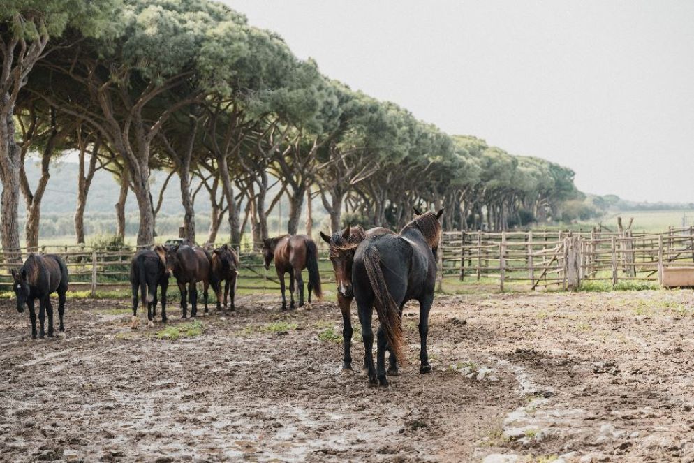 I cavalli del Parco della Maremma - Comune di Grosseto - Edoardo Lenzi