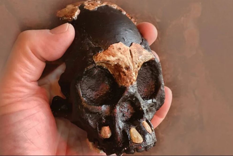 Ricostruzione del cranio di un bambino di Homo naledi attraverso parti ritrovate (quelle più chiare) - Wits University