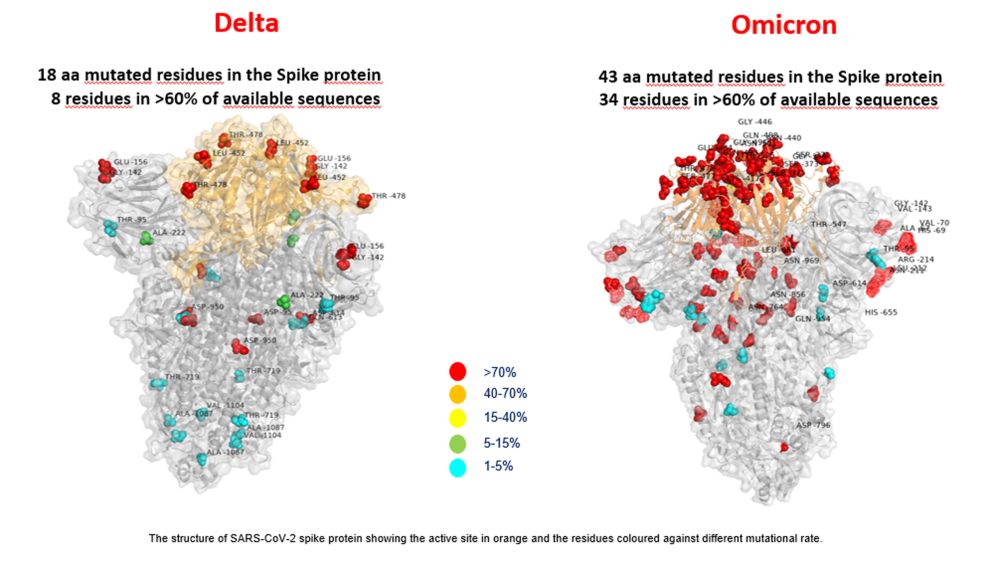 Questa è la prima foto al mondo della variante Omicron, realizzata nell’area di ricerca di Medicina Multimodale del Bambino Gesù. La foto mostra la struttura della proteina spike della variante Omicron, a destra, e della variante Delta, a sinistra, rispetto alla spike originale di Sars CoV-2. Omicron ha molte più mutazioni di Delta, concentrate in una zona che interagisce con le cellule umane - Ansa / Ufficio stampa Bambino Gesù