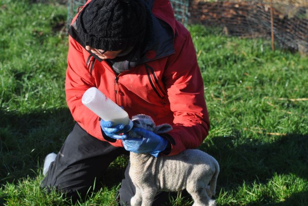 La moglie del giornalista con un agnellino - .
