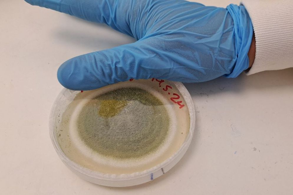 La "micro mucca": la coltura del fungo koji - Brogi