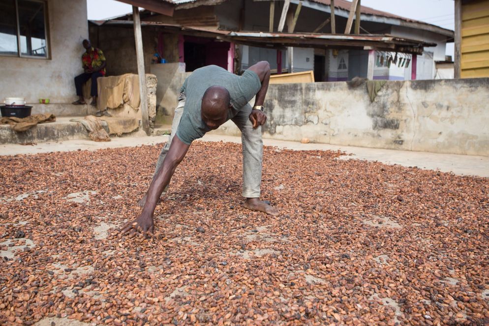 Un agricoltore mette le fave di cacao ad essiccare - Ansa