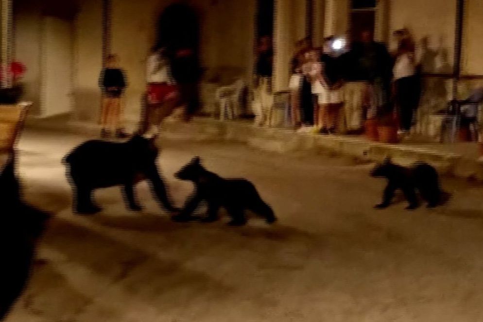 L'orsa Amarena - reuters