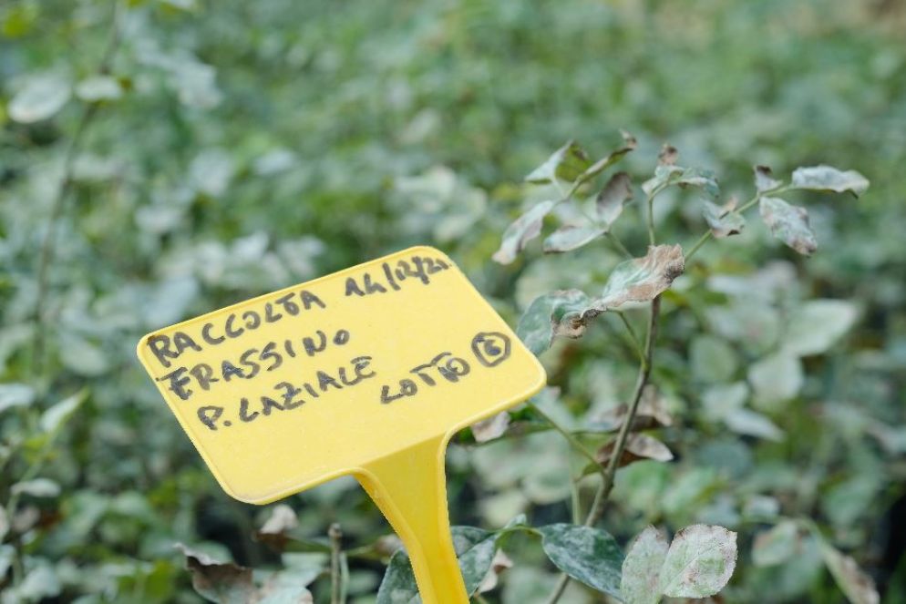 Un piantinaio di alberelli nel vivaio forestale Arsial di Cerveteri (Roma) - Francesco Sellari per Silverback