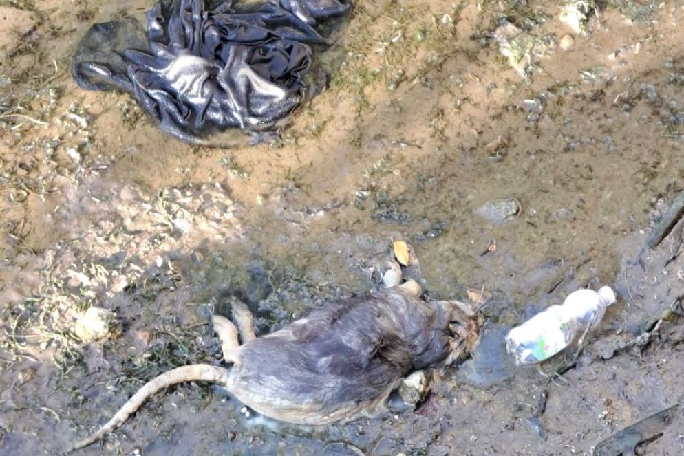 C'è anche un castorino morto - Foto Bellaspiga