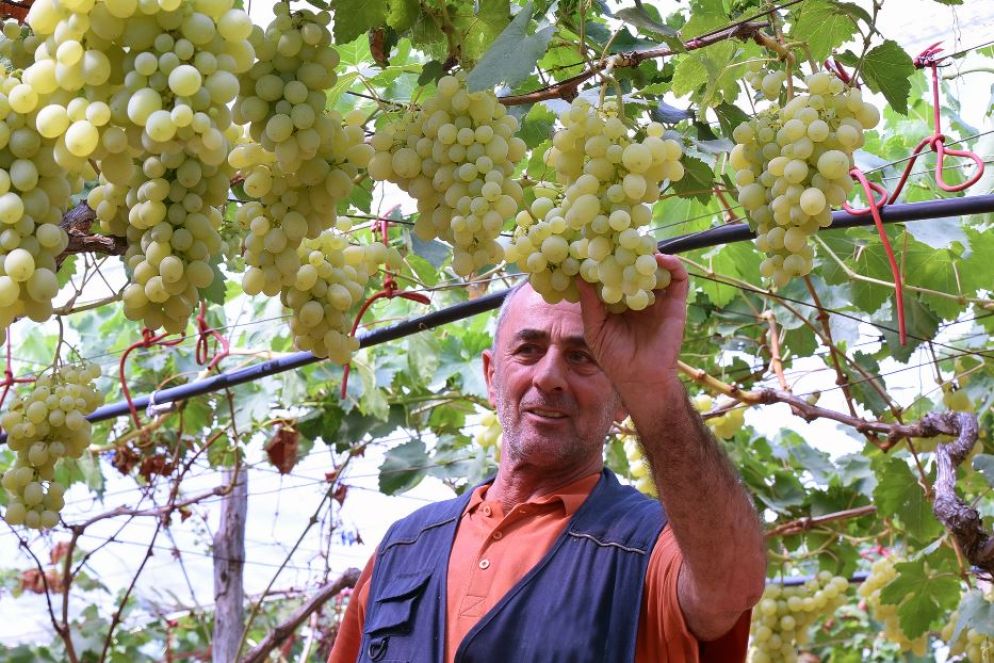 Gli ettari vitati lavorati dalle migliaia di soci delle cooperative sono 152.280 e rappresentano più del 25% del totale dei vigneti in Italia. - IMAGOECONOMICA