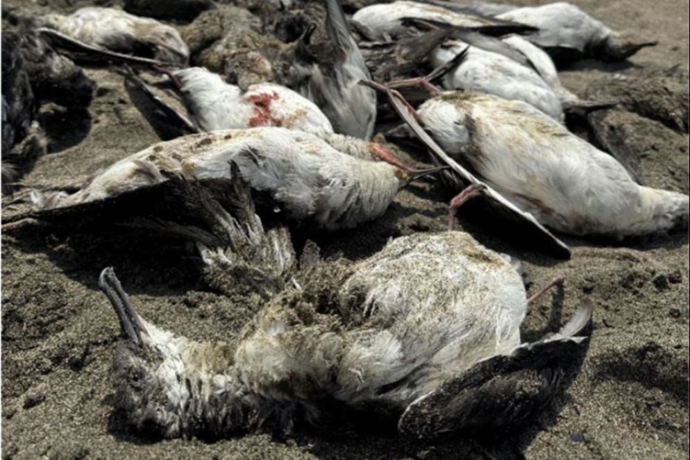 Gli uccelli marini restano impigliati nelle reti da pesca e affogano - foto Andrea Benvenuti