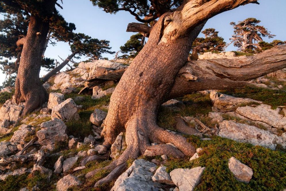 Pino loricato - Ugo Mellone