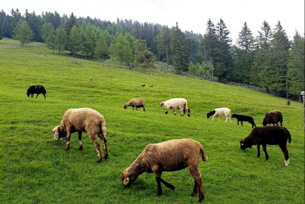 Animali al pascolo attorno alla malga di Gampl - G.Matarazzo