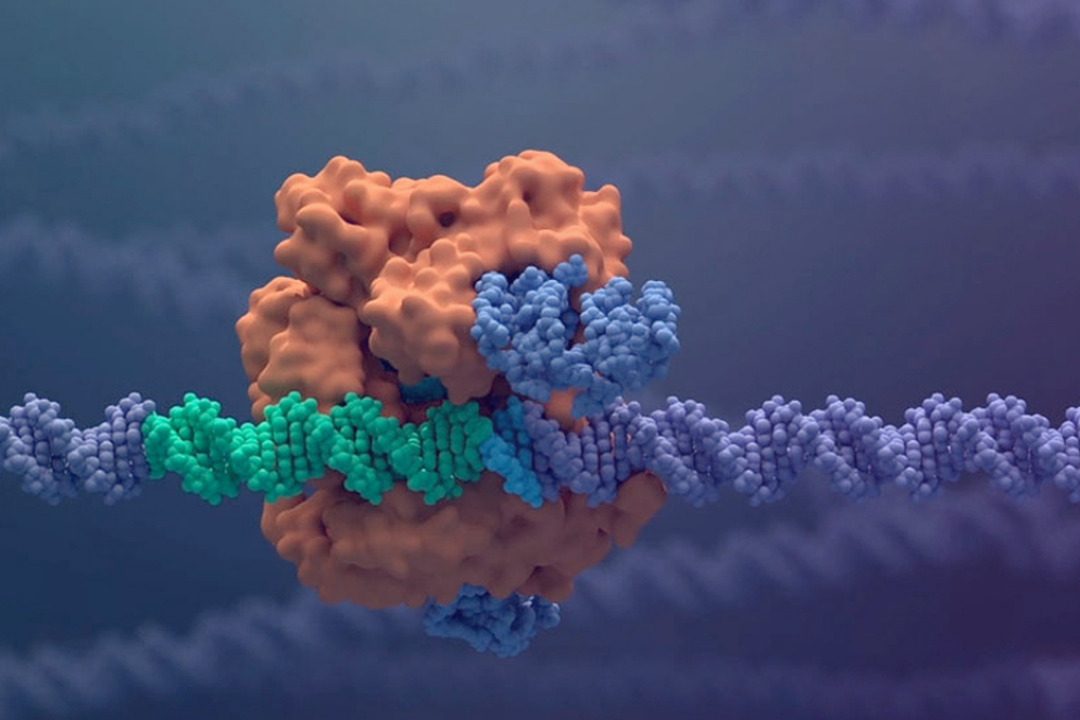Molecola di Rna messaggero con proteina Cas9 che si lega al Dna da tagliare - Bambino Gesù