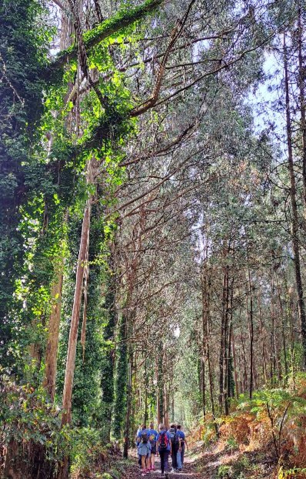 Il Cammino passa per boschi e città - Avvenire